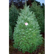 Douglas Fir - hotel size, 10 ft+