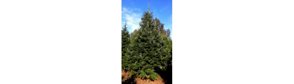 Grand fir