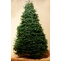 Concolor Fir